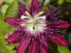 夏の花