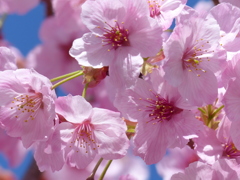 青空と桜