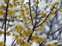 雪景色