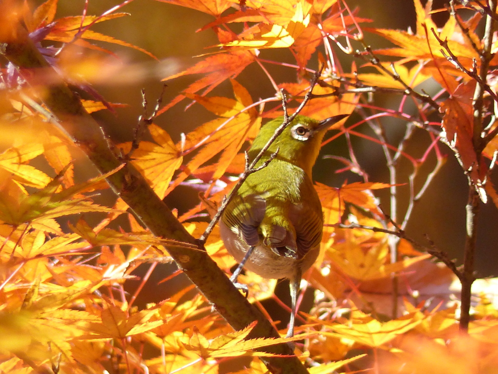 秋の里山で6(紅葉3とメジロ)