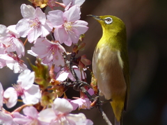 メジロ と桜