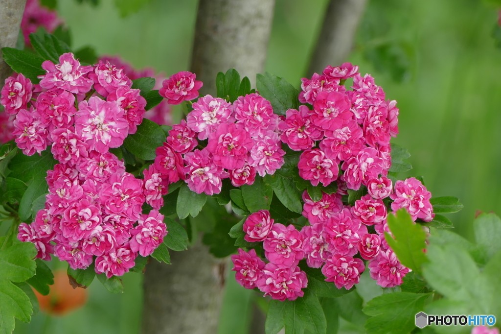 西洋山査子（せいようさんざし）