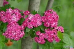 西洋山査子（せいようさんざし）