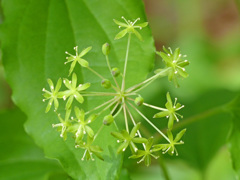 春の緑の線香花火 (サルトリイバラ)