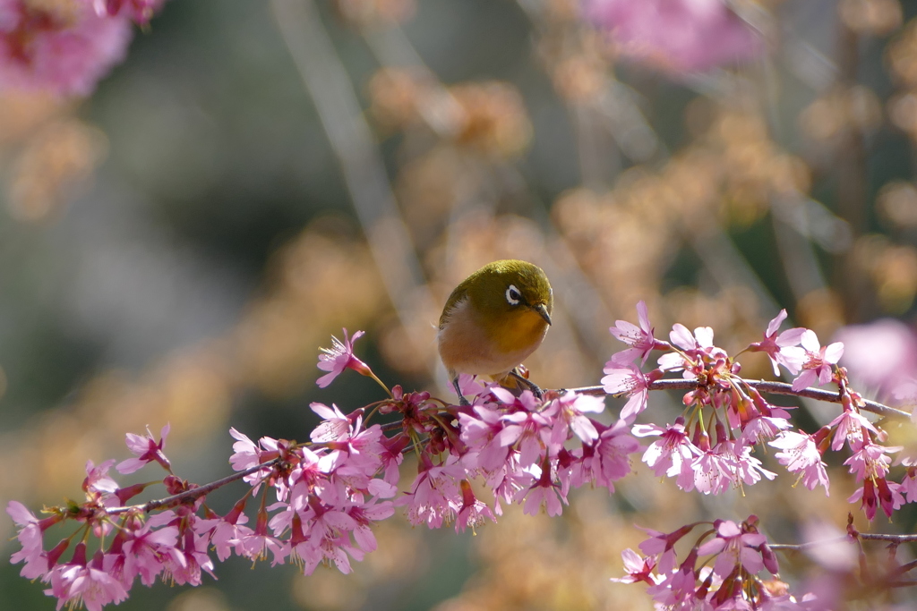 おかめ桜と春メジロ