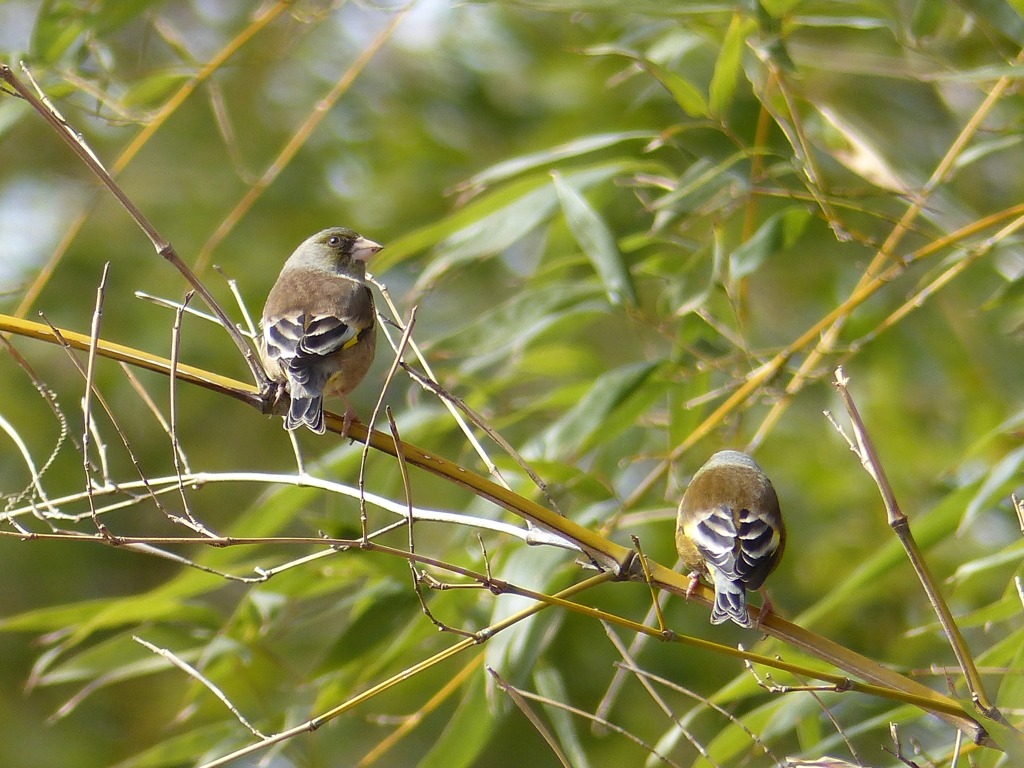 里山の冬鳥たち