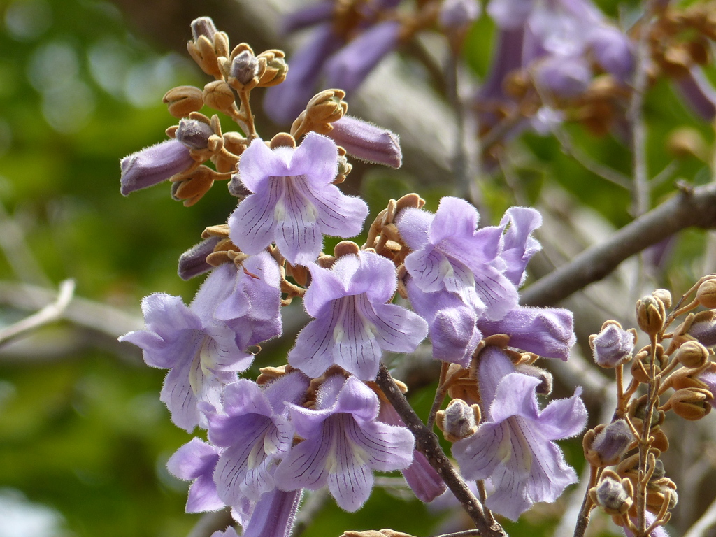 春の花10( 桐の花)