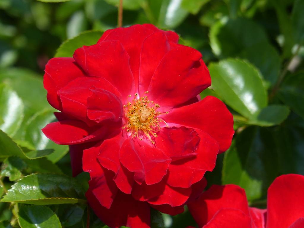 春の花