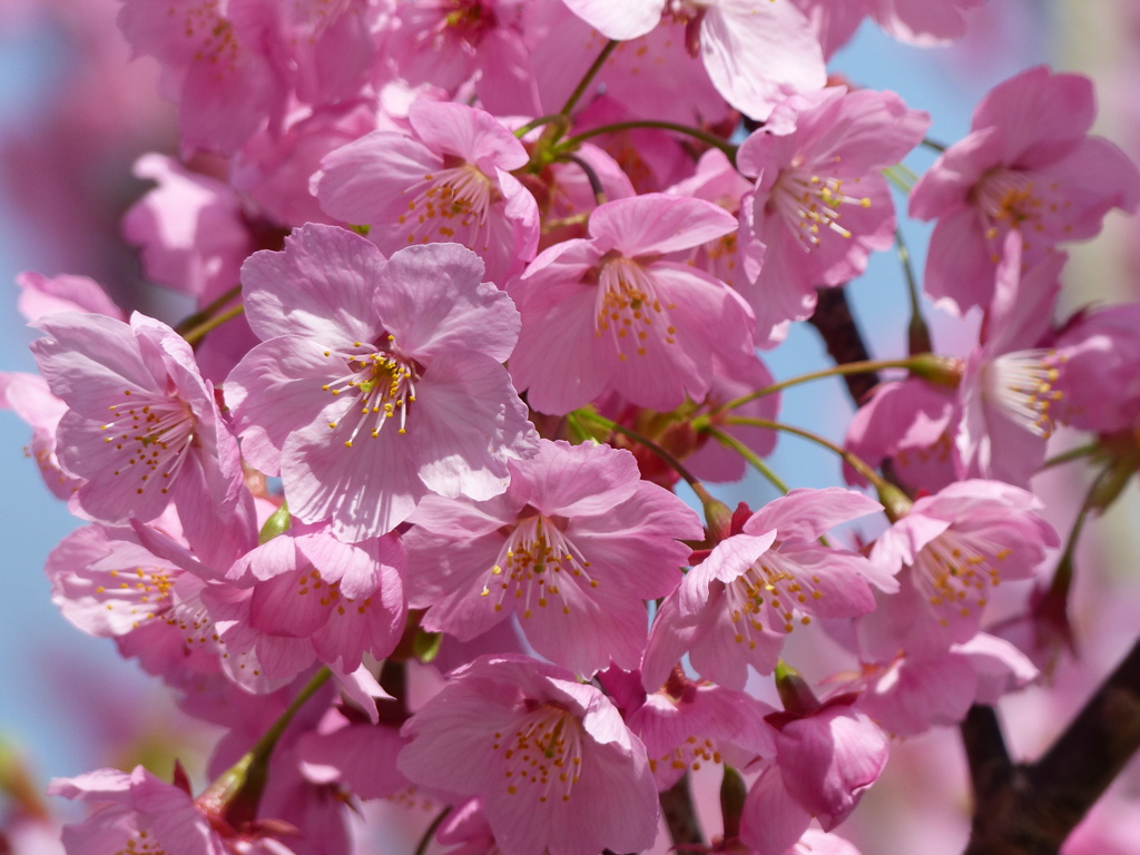 春の花1(桜1)