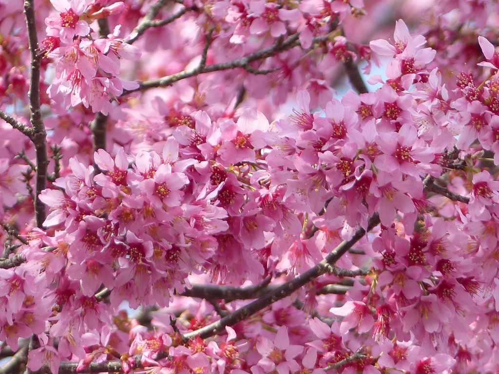 春8(春の花2)