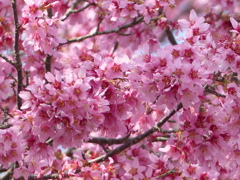 春8(春の花2)