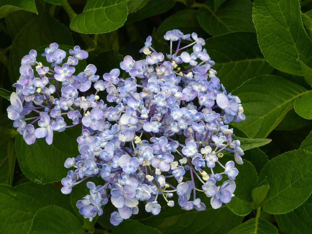 紫陽花