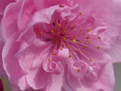 春の花 