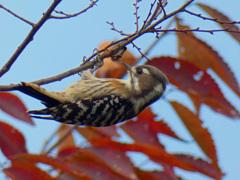 コゲラ