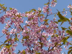 青空と桜