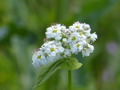 蕎麦の花
