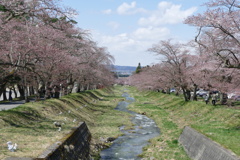観音寺川の桜