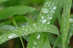 雫