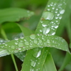 雫