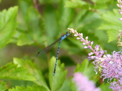 夏の昆虫1