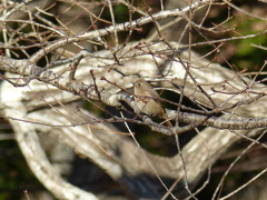 美人さん(ジョウビタキ）