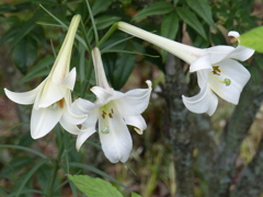 夏に咲く花