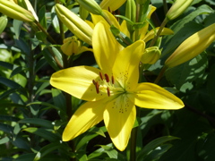 夏の花