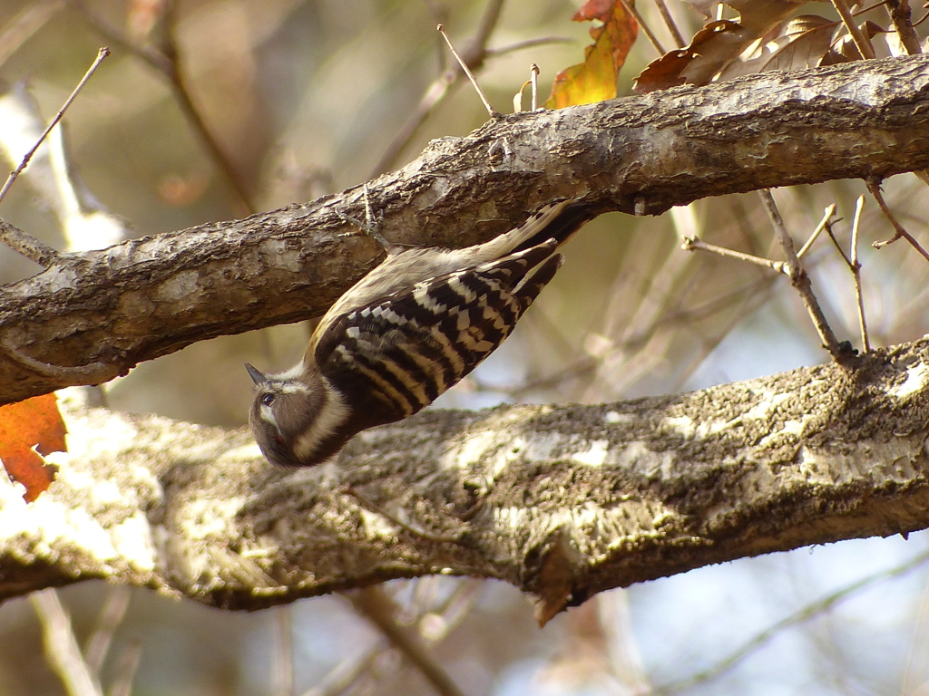 冬の里山で(コゲラ)    