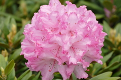 石楠花