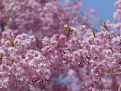 枝垂桜