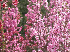 花もも