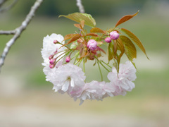 桜