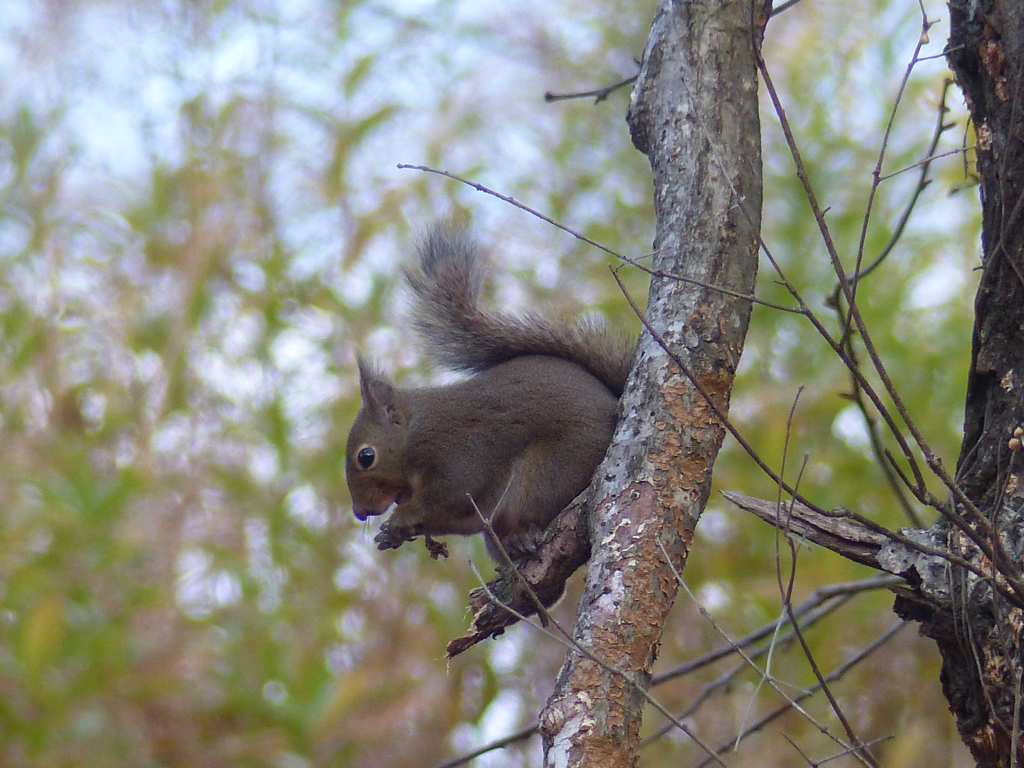 冬の里山で7(リス5)        