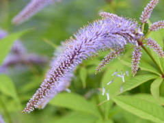 初夏の花1