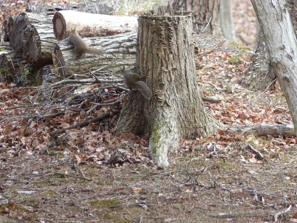 冬の里山で3(リス2) 