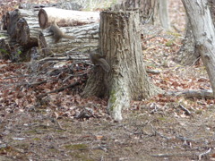 冬の里山で3(リス2) 