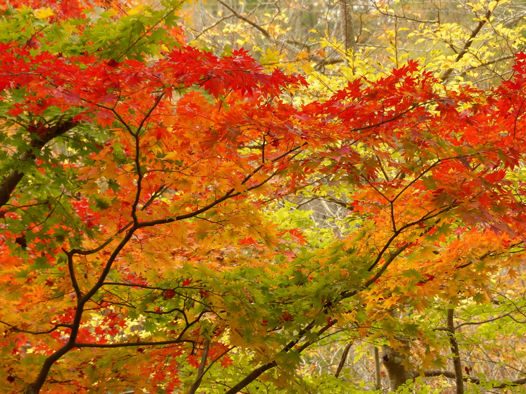 紅葉