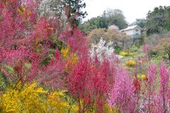 花もも
