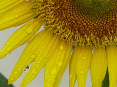 雨上がりのひまわり