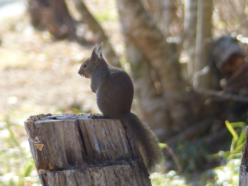 冬の里山で24(リス7)