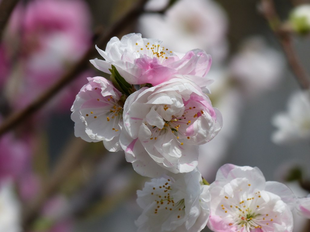 春の花5(花桃)