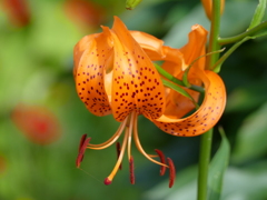 夏の花
