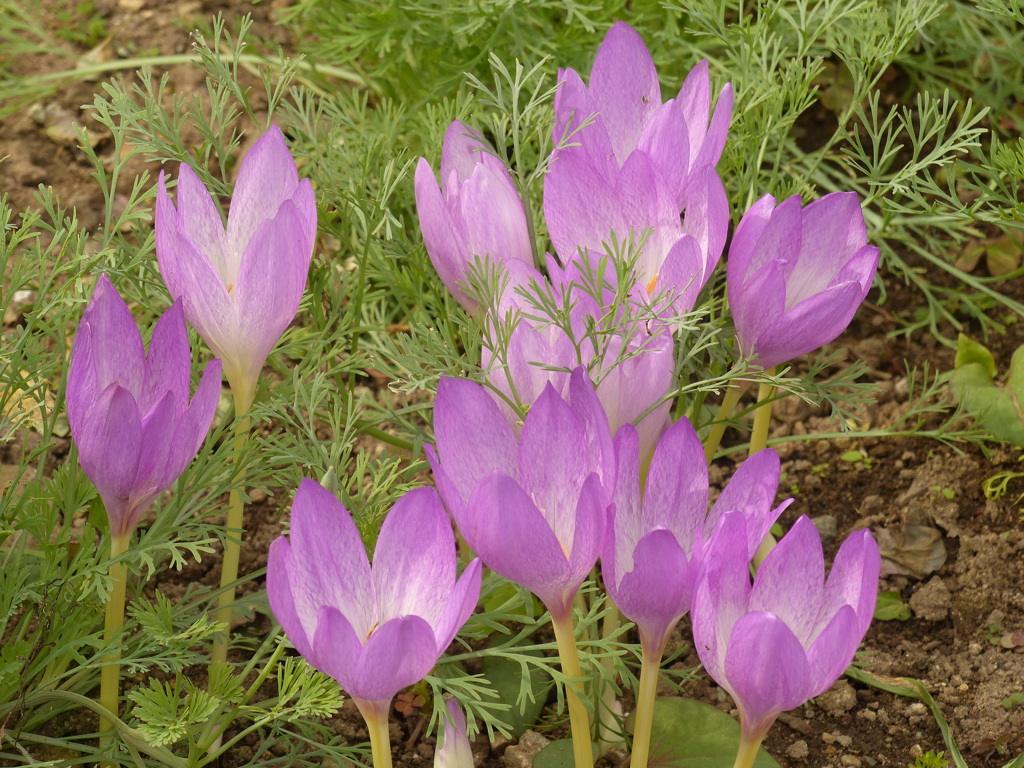 秋の花