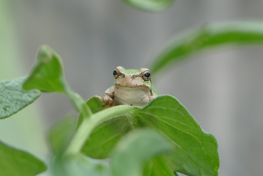 カエル　