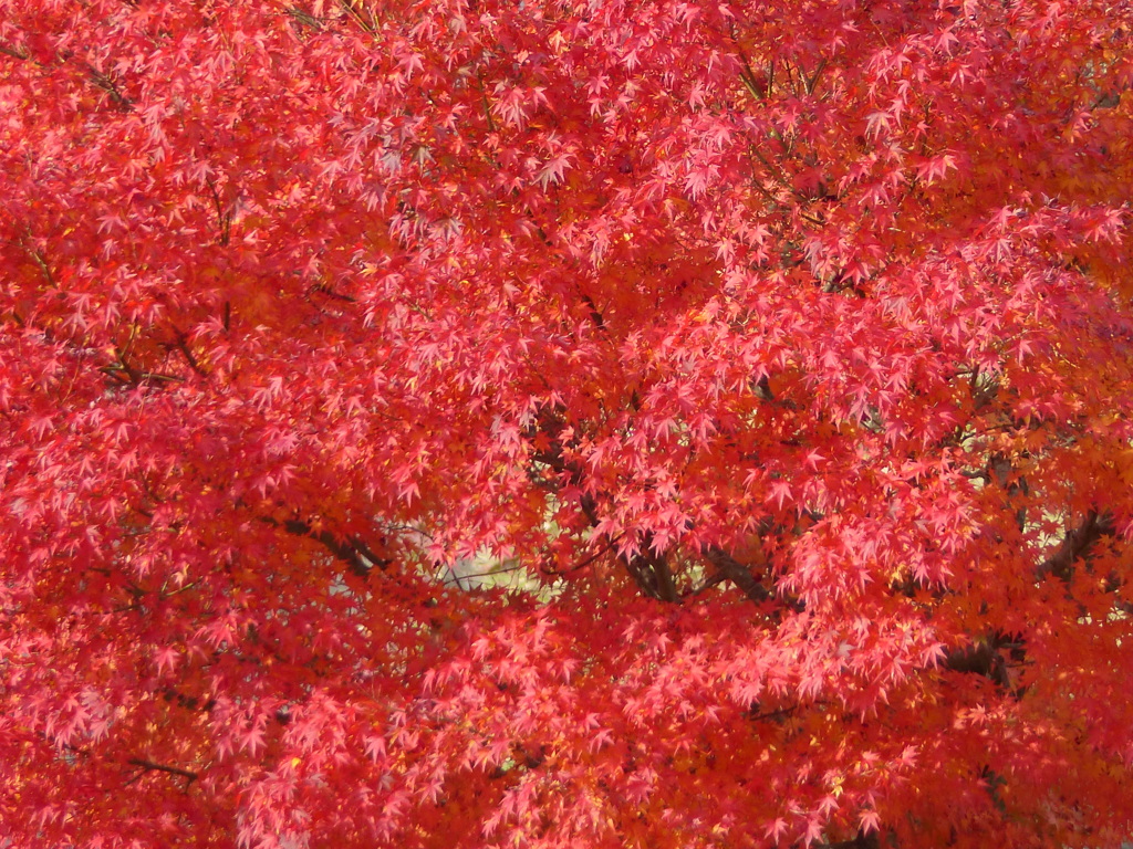 秋の里山で11(紅葉3)