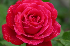 雨上がりのバラ園で