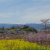 花見山 