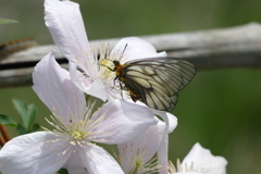花畑で