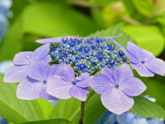 夏の花