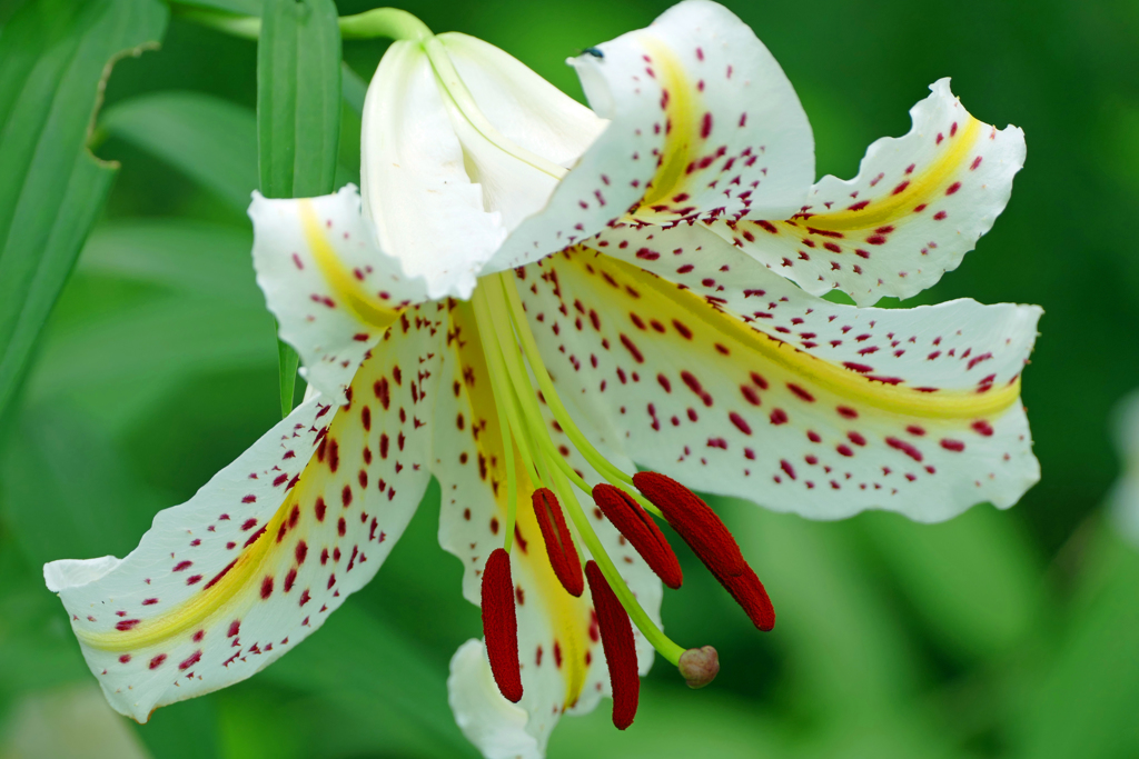 香りにつつまれて